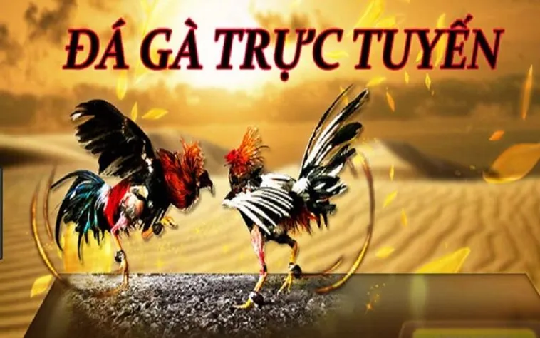 Hấp Dẫn Cách Chơi Đá Gà 3D Tại Luck8: Bí Quyết Thắng Lớn 2 Hấp Dẫn Cách Chơi Đá Gà 3D Tại Luck8: Bí Quyết Thắng Lớn